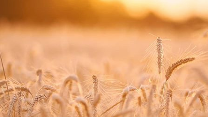 Natural Remedies To Relieve Hay Fever