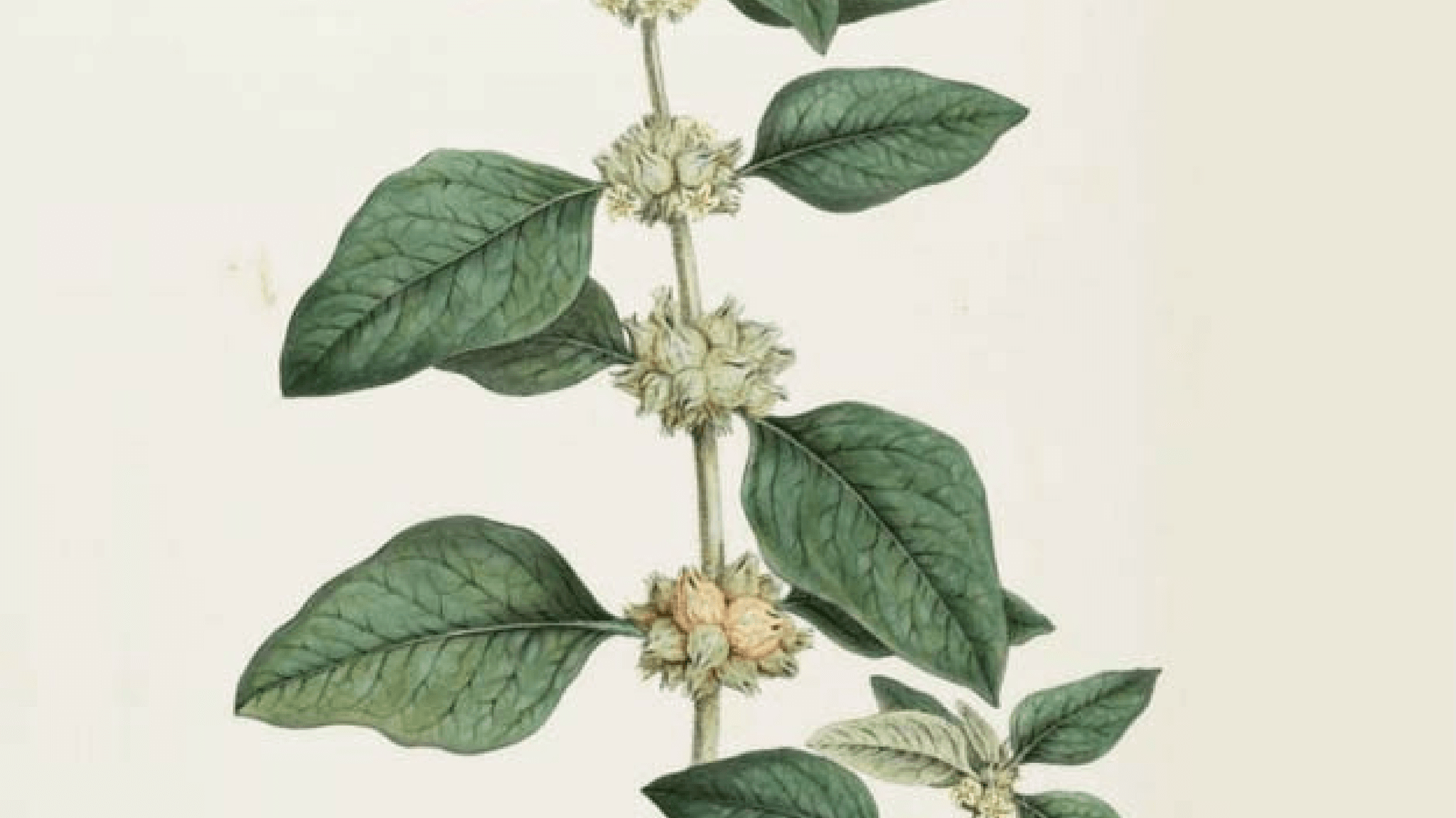 Health benefits of Ashwagandha