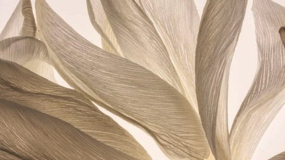 Get Ready To Live Your Potential