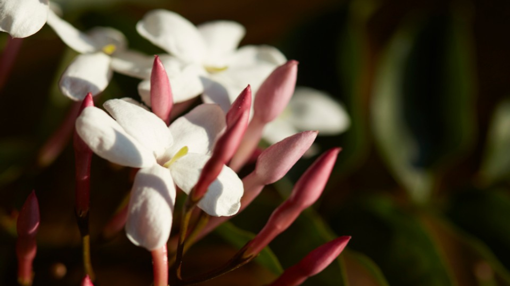 Mauli’s Picks For A Smooth Transition To Spring