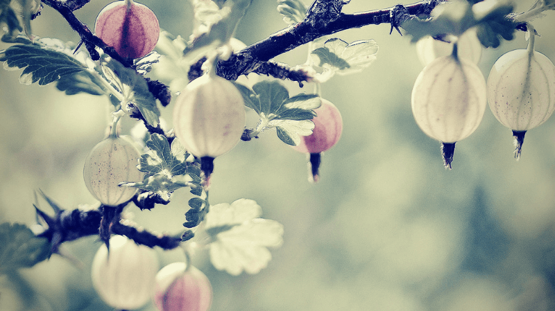 Amla Oil For hair Growth