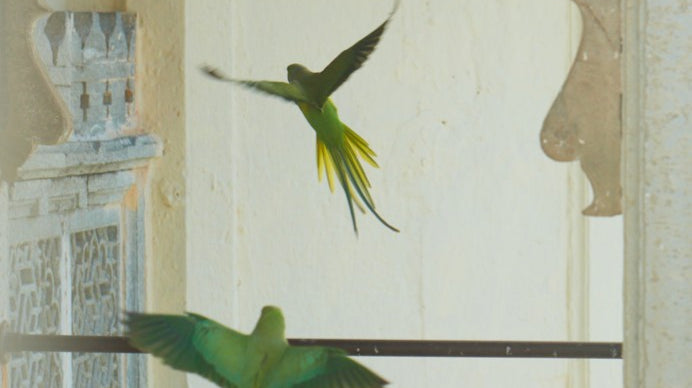 Vedic Astrology (Jyotish): What Is It and How It Is Different from Western Astrology